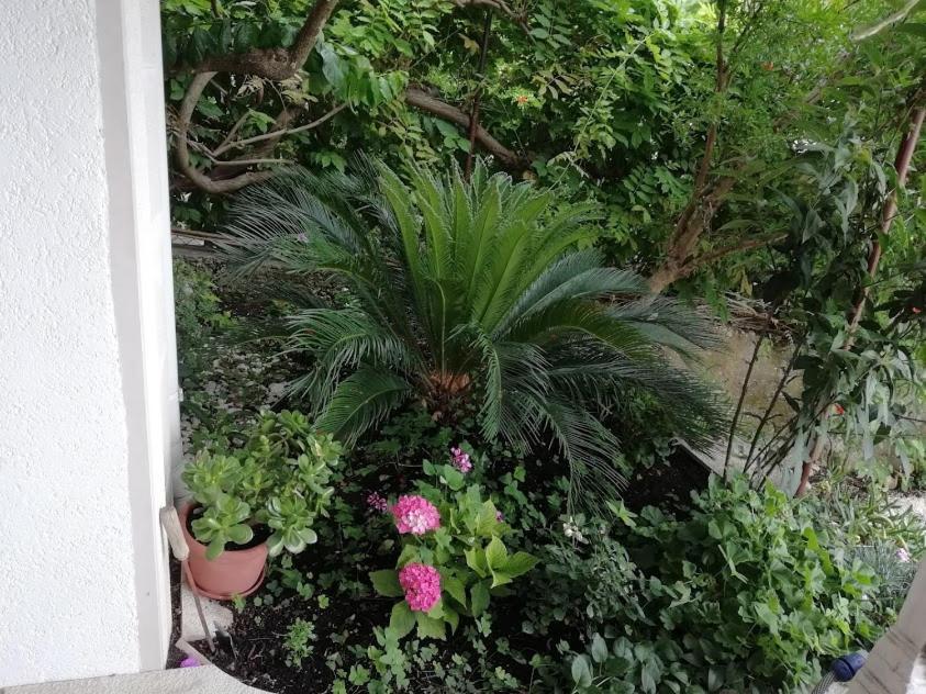 Apartmani Matko i Ana Podgora Esterno foto